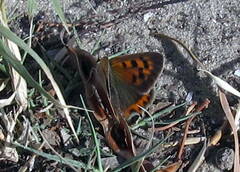 Lycaena phlaeas