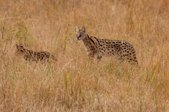 Leptailurus serval