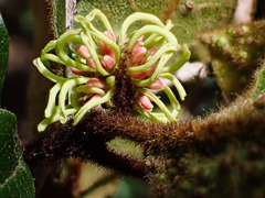 Trichocladus crinitus