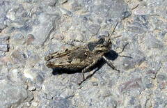 Acrotylus