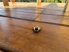 Dysschema innominatum