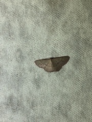 Epicyme rubropunctaria