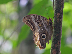 Caligo oileus