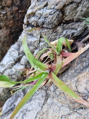 Juncus lomatophyllus