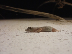 Tarentola angustimentalis