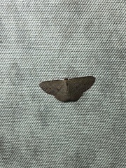 Epicyme rubropunctaria