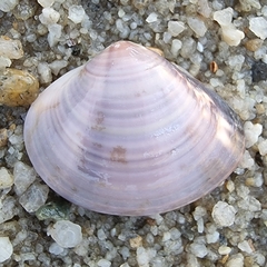 Meretrix lusoria