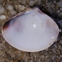 Meretrix lusoria