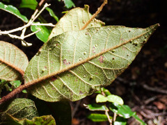 Trichocladus crinitus