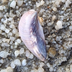 Meretrix lusoria