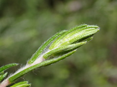 Passerina falcifolia
