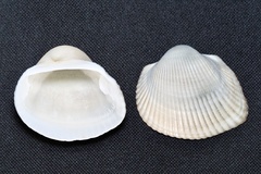 Anadara kagoshimensis