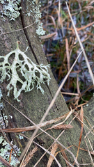 Evernia prunastri