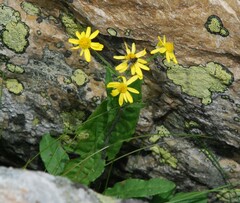 Tephroseris integrifolia