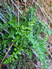 Pellaea pteroides
