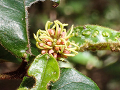 Trichocladus crinitus