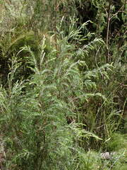 Passerina falcifolia