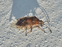 Kleidocerys resedae