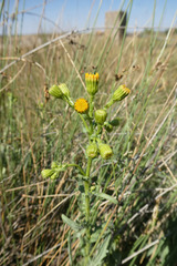 Senecio carpetanus