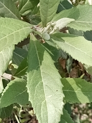 Image of Gymnanthemum amygdalinum