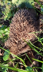 Erinaceus