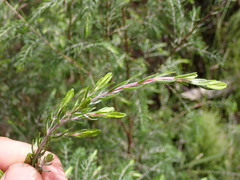 Passerina falcifolia