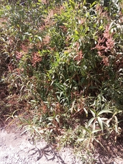 Rumex nervosus