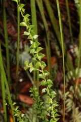 Acacia hubbardiana