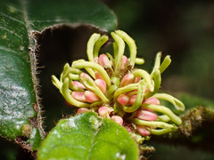 Trichocladus crinitus