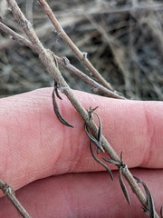 Fagopyrum esculentum