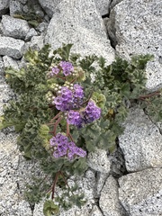 Phacelia pedicellata