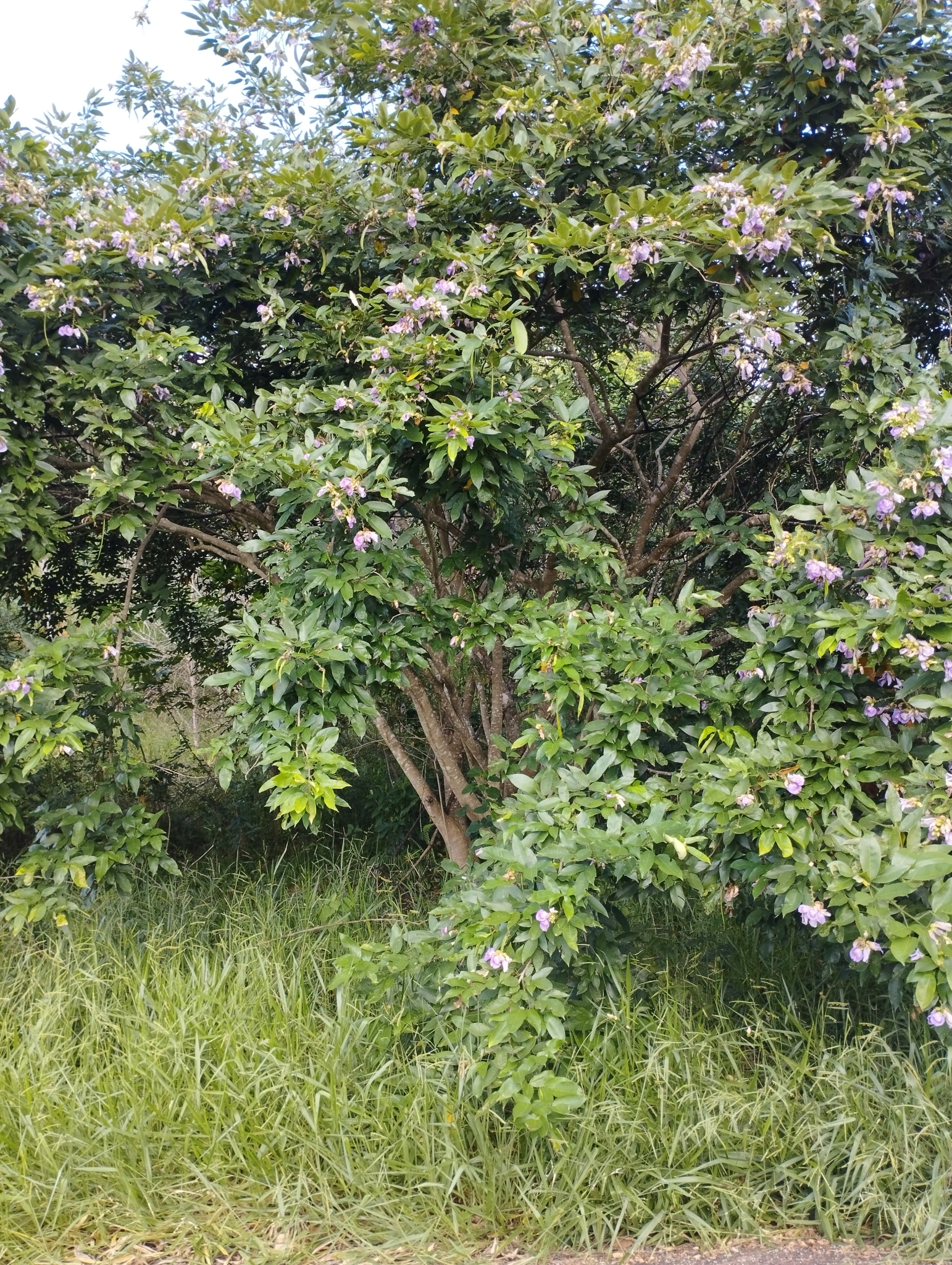 Clitoria fairchildiana
