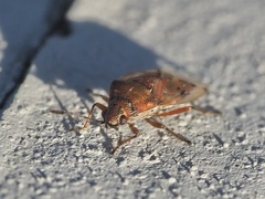 Kleidocerys resedae