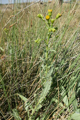 Senecio carpetanus