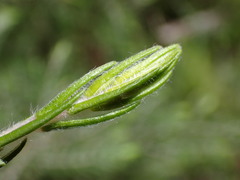 Passerina falcifolia