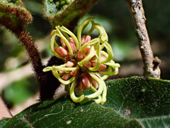 Trichocladus crinitus