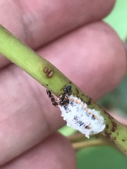 Monophlebidae