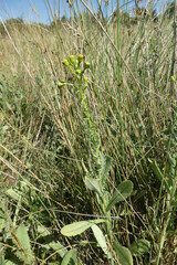 Senecio carpetanus