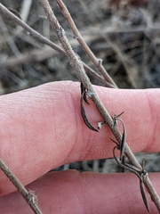 Fagopyrum esculentum