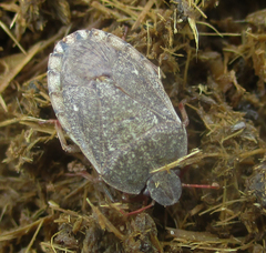 Delegorguella atomaria