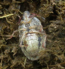 Delegorguella atomaria