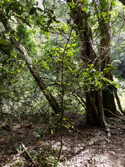 Trichocladus crinitus