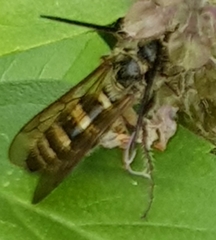 Campsomerinae