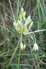 Allium oleraceum