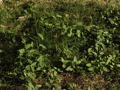 Muehlenbeckia sagittifolia