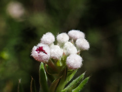 Phylica pinea
