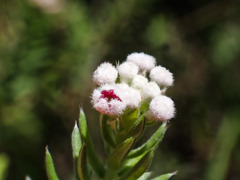 Phylica pinea