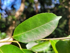 Ilex ficoidea