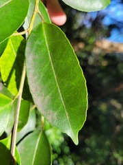 Ilex ficoidea
