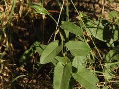 Muehlenbeckia sagittifolia
